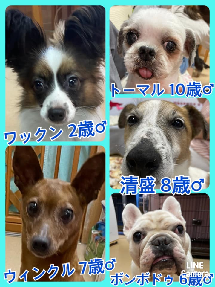 🐾今日の里親様募集中ワンコ🐶メンバーです🐾2021,6,16